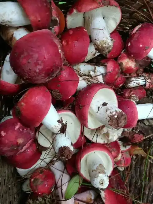 野生红菌,需要的电话联系:14787297160 - 美篇